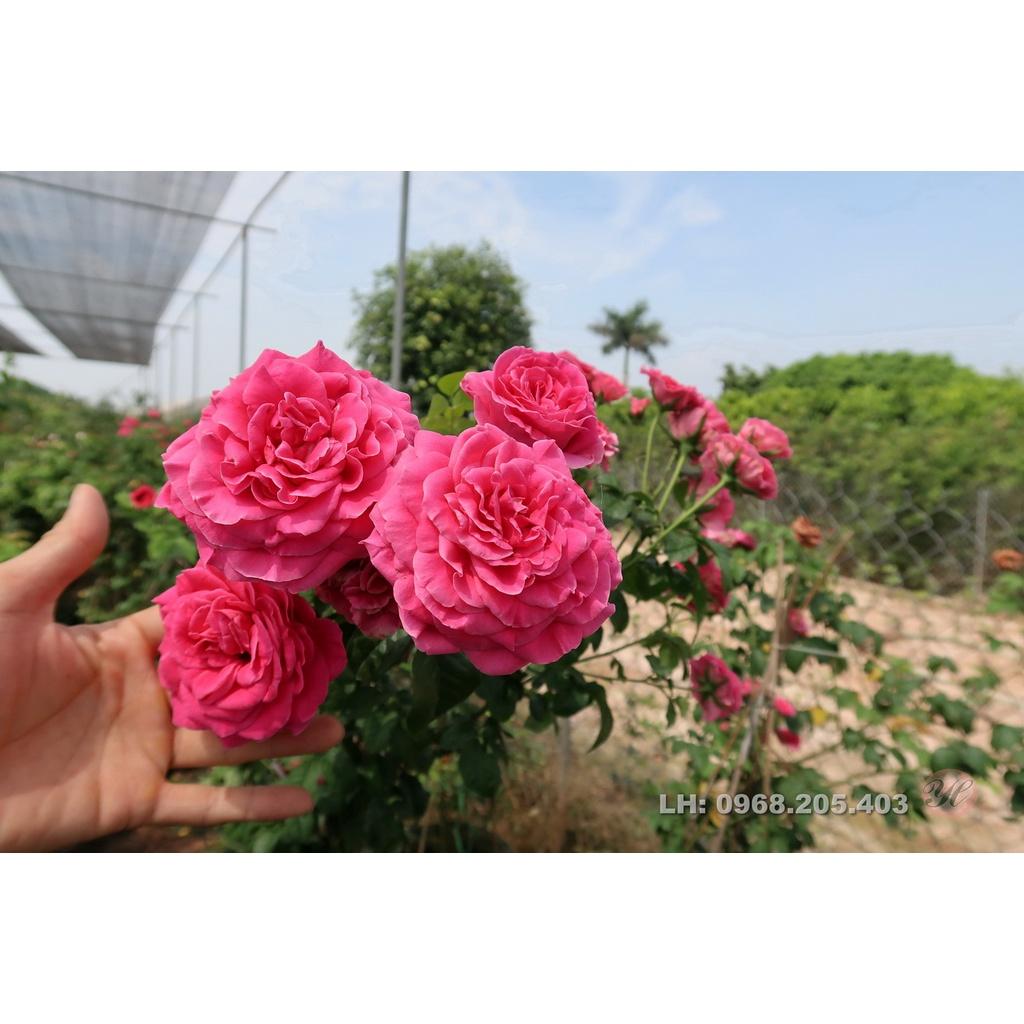 Hoa Hồng Ngoại Kates Rose- Hương Thơm Hiếm Có-bầu to cây to trồng bịch vải