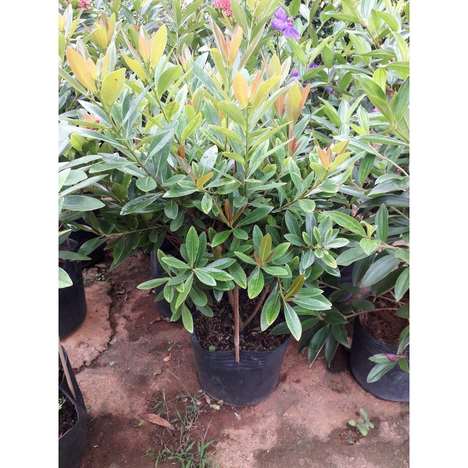 CÂY HOÀN NGỌC   FREESHIP EXTRA + HOÀN XU EXTRA ]