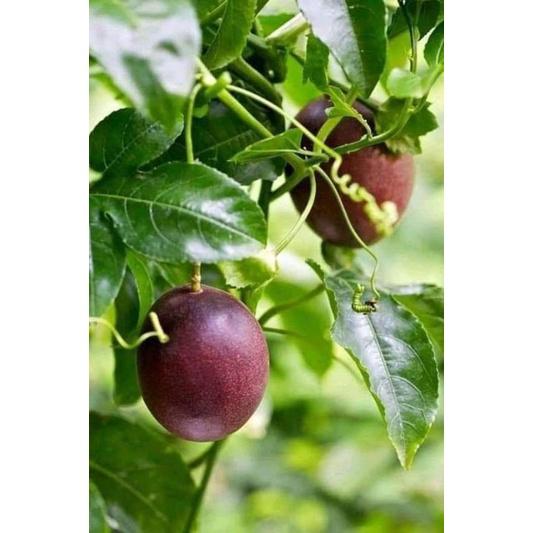 2 Gói Hạt Giống Chanh Leo Tím Ta Siêu Quả -