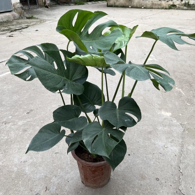 Cây trầu bà nam mỹ Monstera cao 50cm, nhánh lá xum xuê xanh tươi quanh năm, cây phong thuỷ trồng nội thất, sân vườn