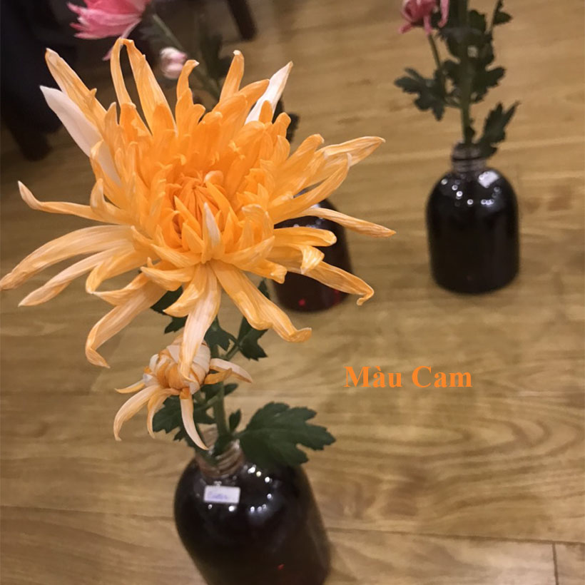 Nước Màu Nhuộm Hoa Tươi Màu Cam Israel Color Sodium For Fresh Flowers
