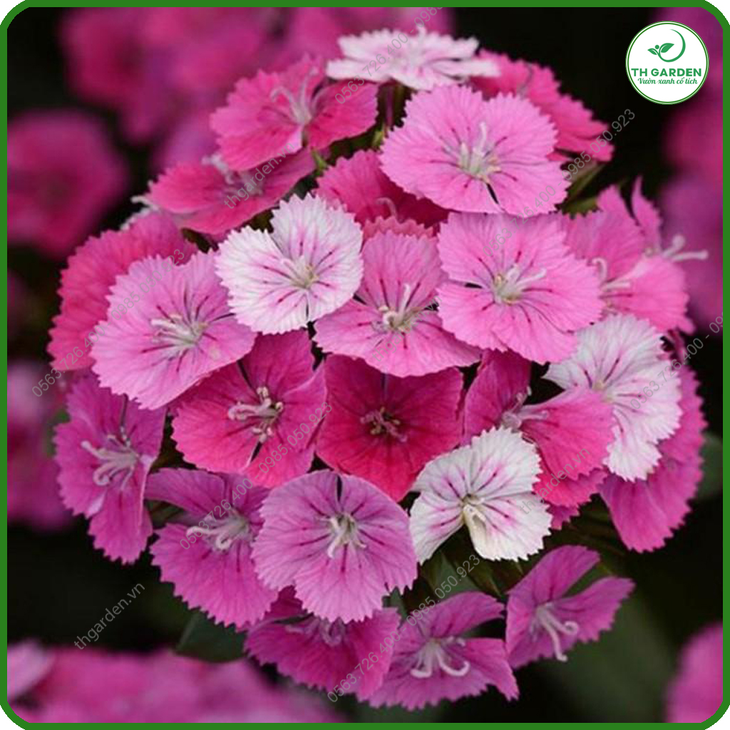 Hạt Giống Hoa Cẩm Chướng Chùm Mix Nhiều Màu TH Garden - Hạt Giống Dễ Trồng Dễ Chăm Sóc, Hoa Thơm, Bền Màu, Lâu Tàn