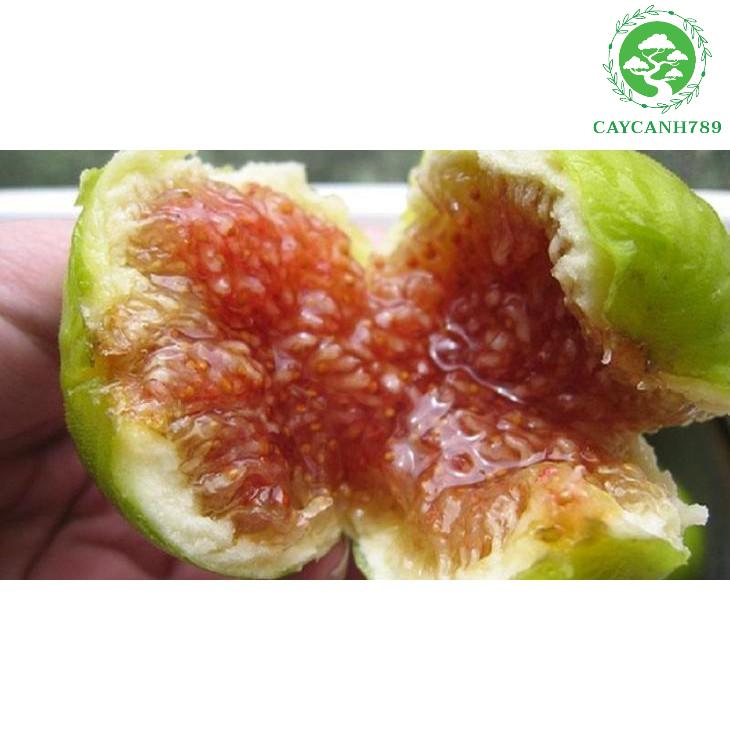 Cây sung mỹ giống .