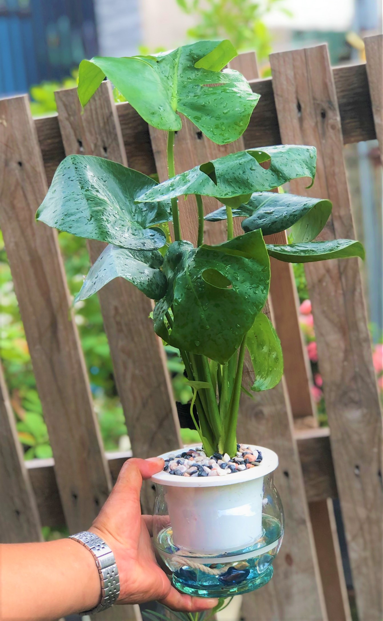 Chậu thuỷ tinh cây trầu bà Nam Mỹ lá xẻ thuỷ canh tặng kèm đá trang trí