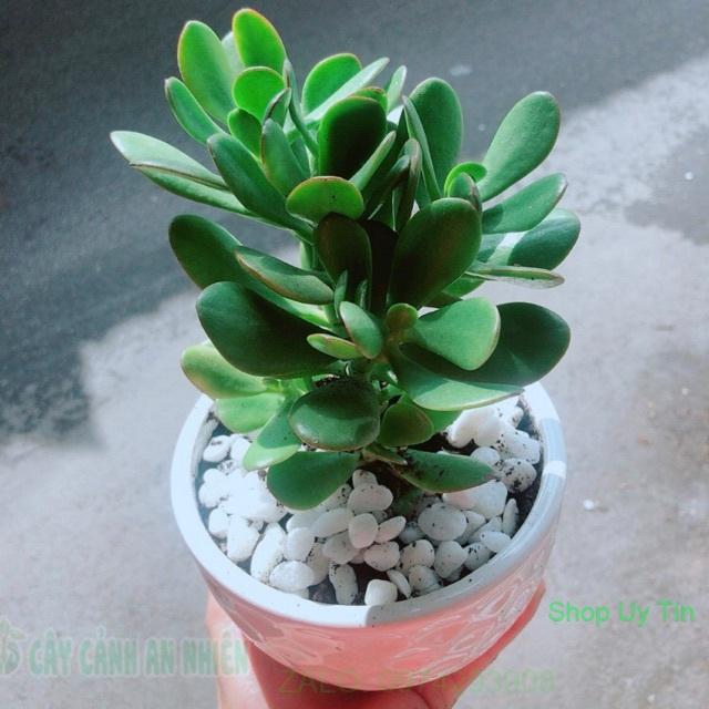 Chậu Cây Ngọc Bích