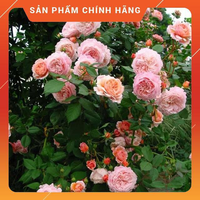 Combo 3 cây giống hoa hồng ngoại gốc đại