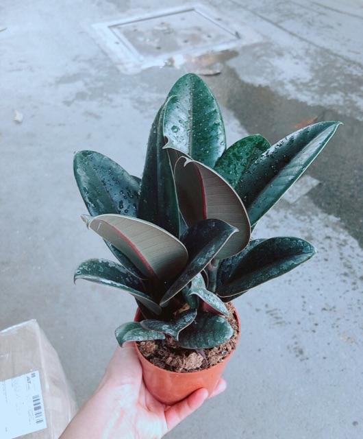 Chậu Búp Đá Đỏ