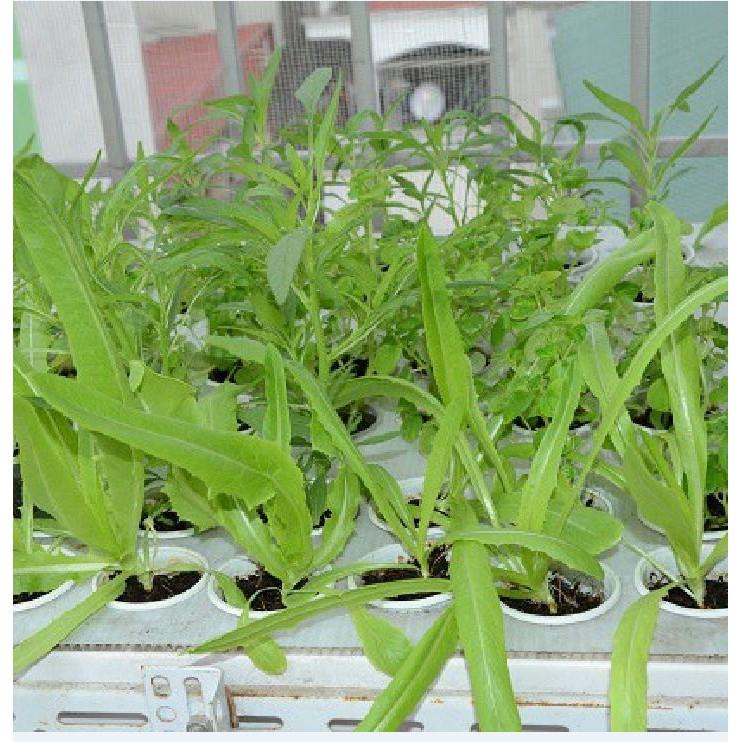 Hạt giống rau diếp thơm - 5 gr/gói