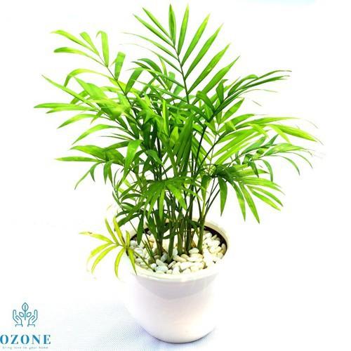 CHẬU CAU TIỂU TRÂM BONSAI