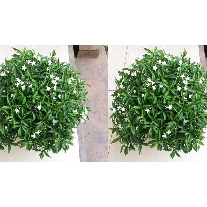 CÂY GIỐNG MAI CHIẾU THỦY LÁ TỨ *