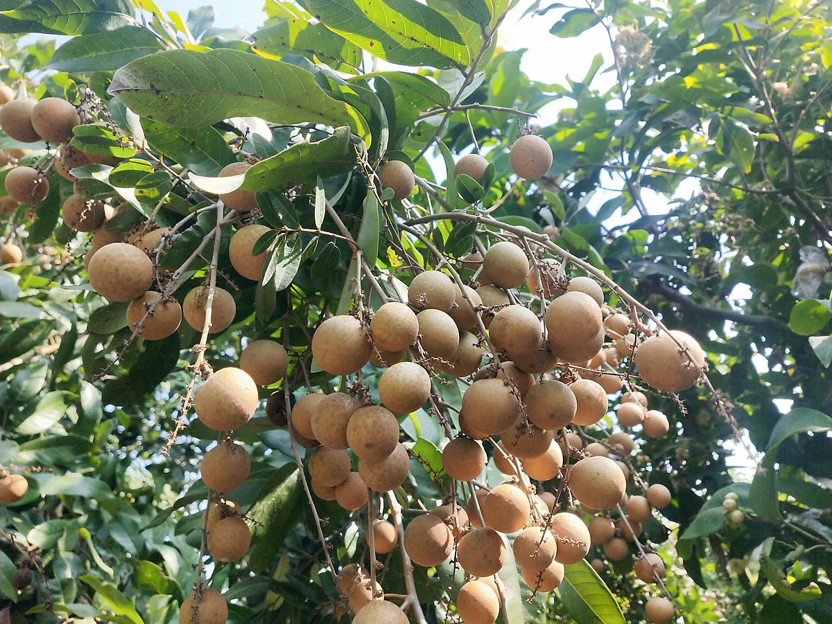 PHÂN BÓN LÁ SIÊU LỚN TRÁI, NẶNG CÂN, NGON NGỌT - KITOTRA 500ML