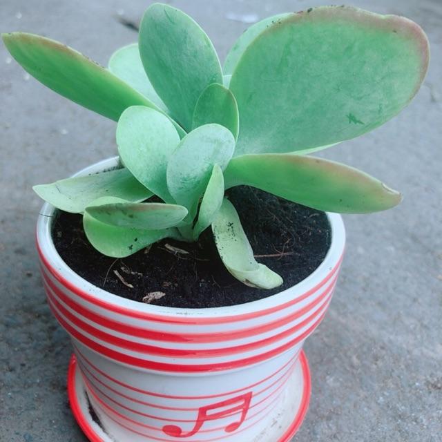 Sen Đá Cánh Bướm