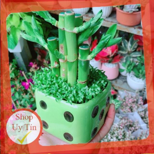 Chậu Cây Trúc Phát Tài