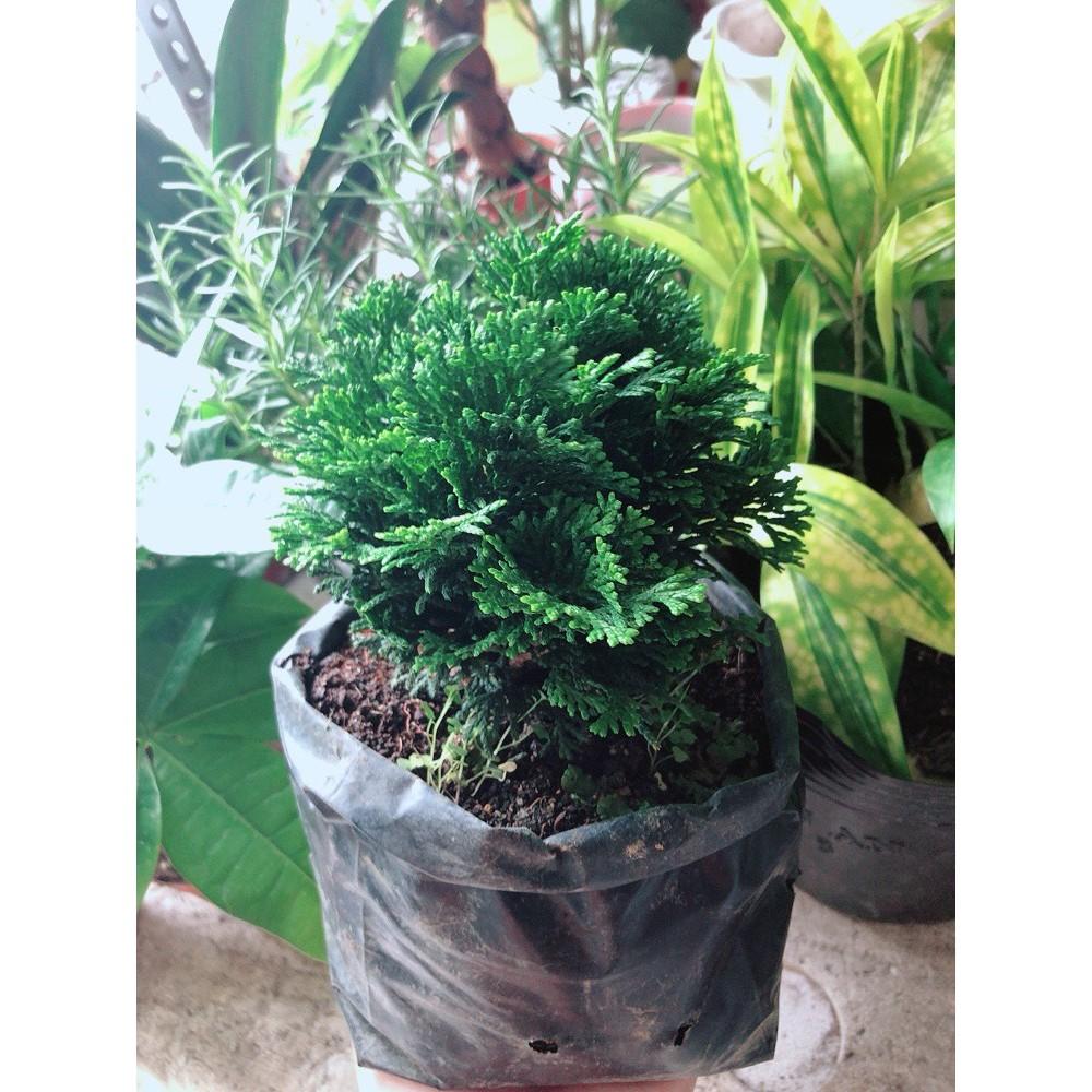 Cây Tùng Trắc Hay Trắc Tùng