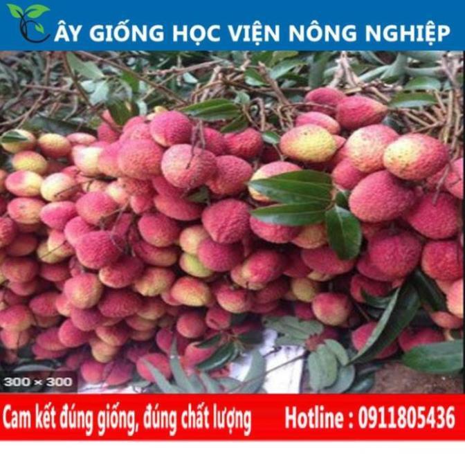 Sản phẩm Cây Ăn Trái cây giống vải u hồng năng xuất cao