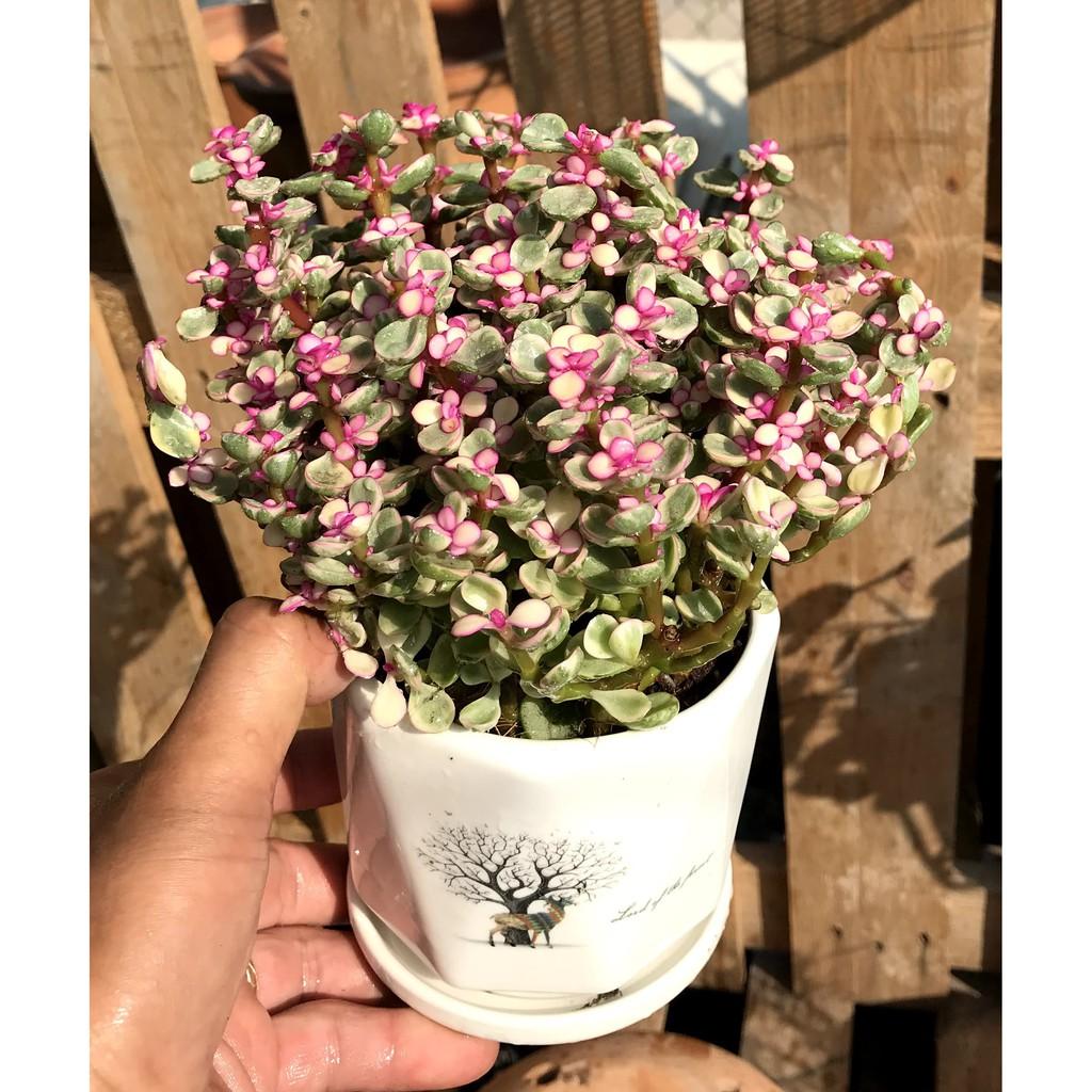 Chậu sứ sen đá Đô La hồng