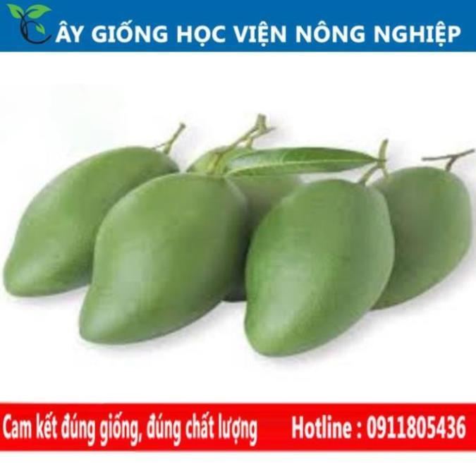 Sản phẩm Cây Ăn Trái cây xoài thái quả ngọt ngon hiệu quả kinh tế cao