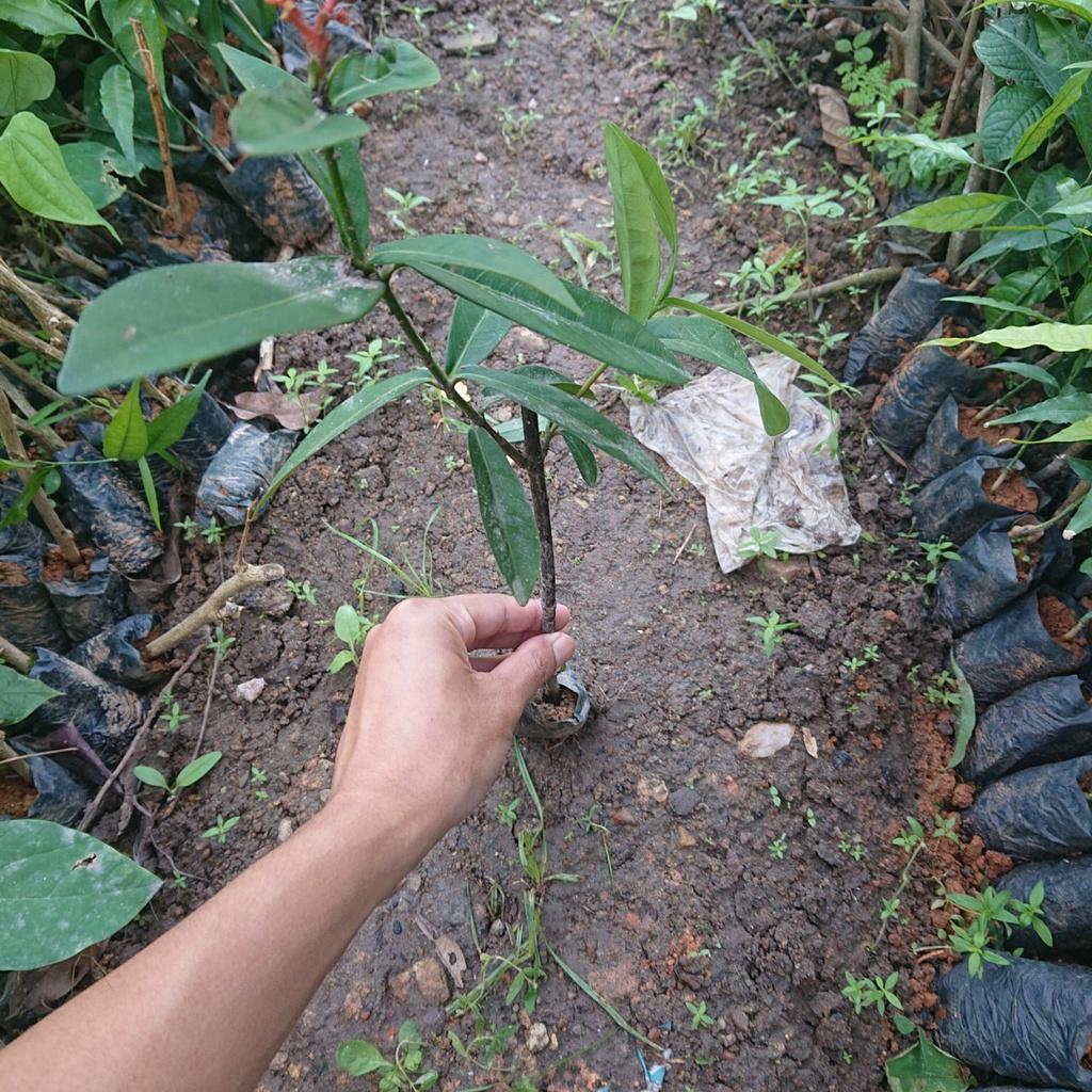 Cây Giống Mẫu Đơn Cánh Kép 50cm 981SP