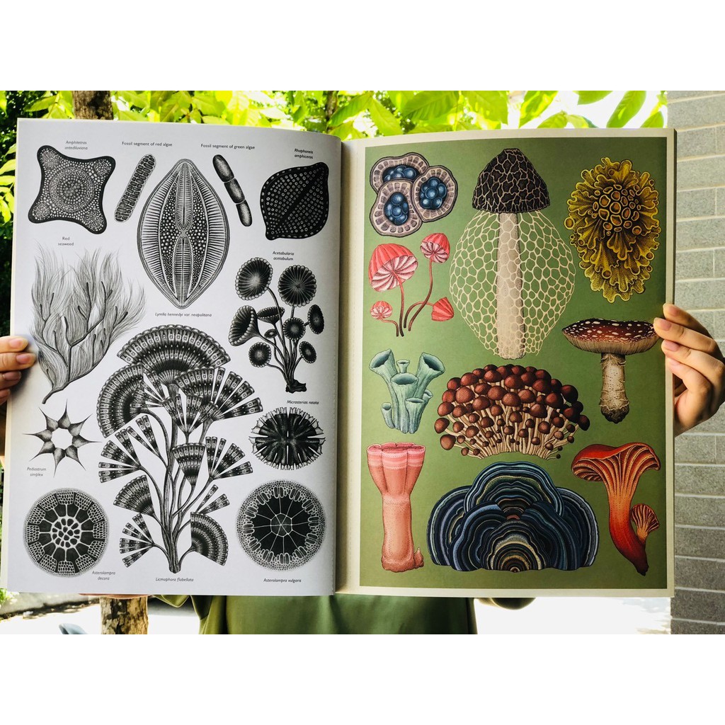 Sách Tham Khảo Cho Trẻ - Botanicum Poster Book ( Sách Ảnh Đẹp Về Các Loại Thực Vật ) - Tổng Hợp 28 Tấm Poster Đẹp Về Thế Giới Các Loại Thực Vật Dành Cho Các Bé Từ 9 Tuổi - Nhà Sách Giáo Dục Quốc Tế, Bìa Cứng, In Màu