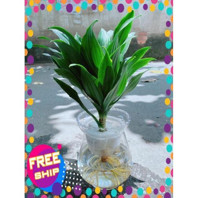 Chậu Phát Tài Thuỷ Sinh