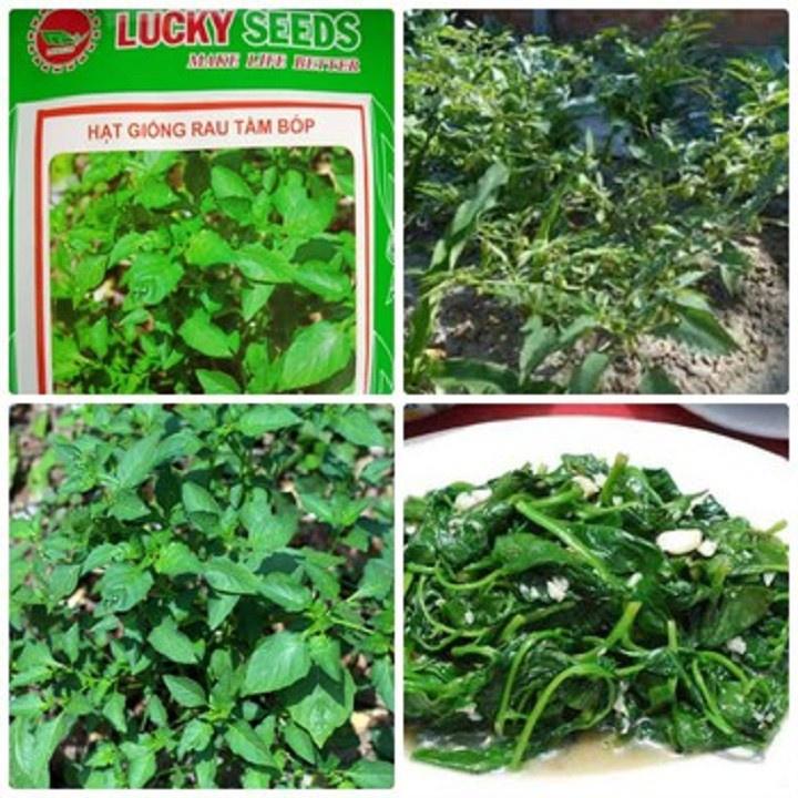 Bầu CÂY RAU TẦM BÓP giống
