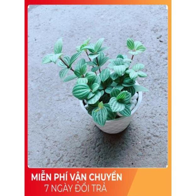 Chậu Cây Kim Cương Hột Xoàn