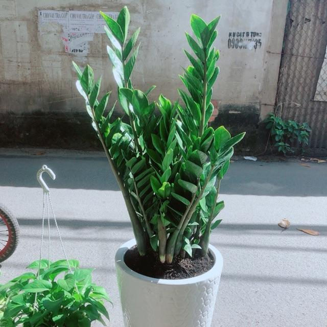 Chậu Kim Phát Tài- Kim Tiền Cao Trên 90Cm