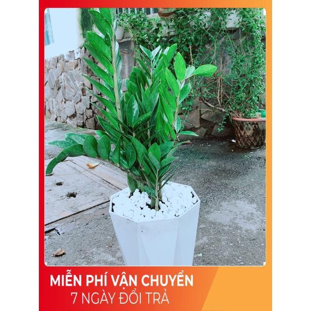 Chậu Kim Tiền Size Đại
