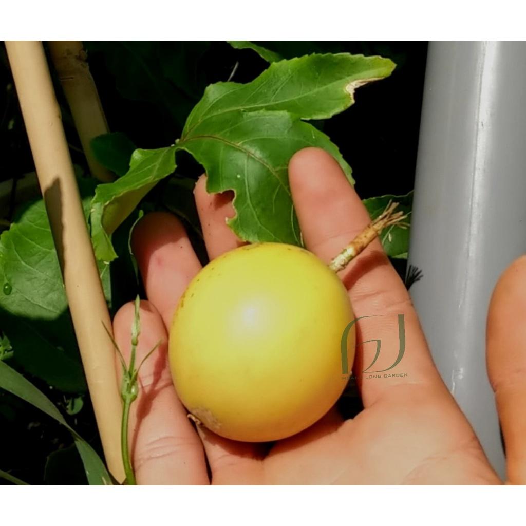 CÂY GIỐNG CHANH DÂY LÙN ĐÀI LOAN . )