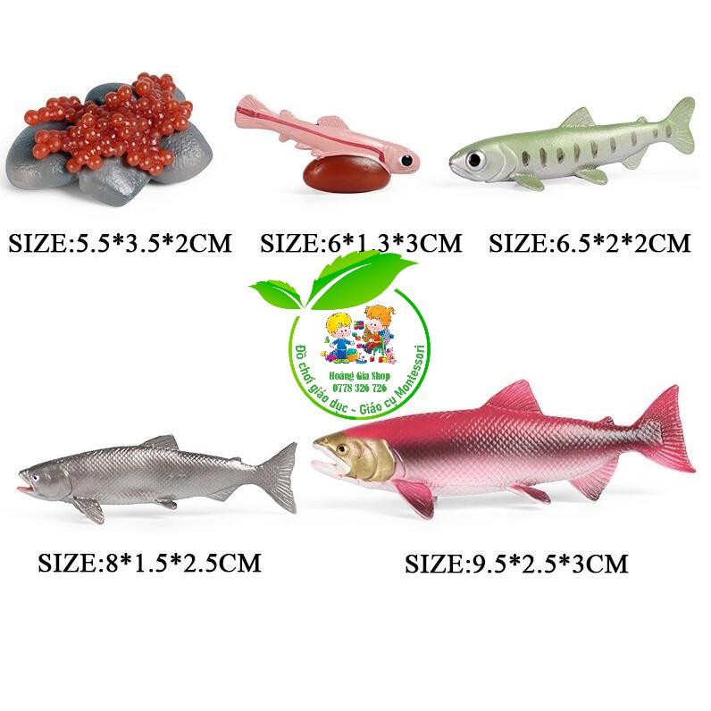 Mô hình vòng đời của cá hồi - Salmon life cycle