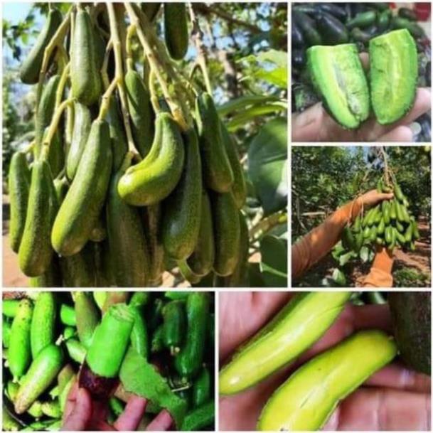 Sản phẩm CÂY GIỐNG BƠ TÍ HON KHÔNG HẠT