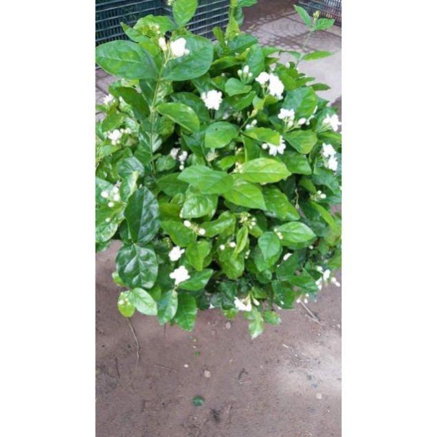 Hoa nhài khóm to sẵn hoa