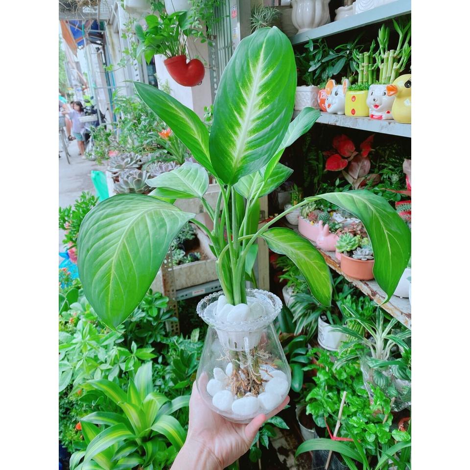 Chậu Cây Trồng Thuỷ Sinh 120k/Chậu