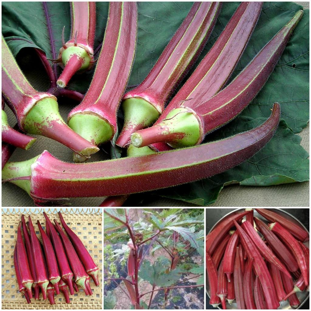Hạt giống cây đậu bắp đỏ-gói 5gram-tặng kèm gói phân bón lót