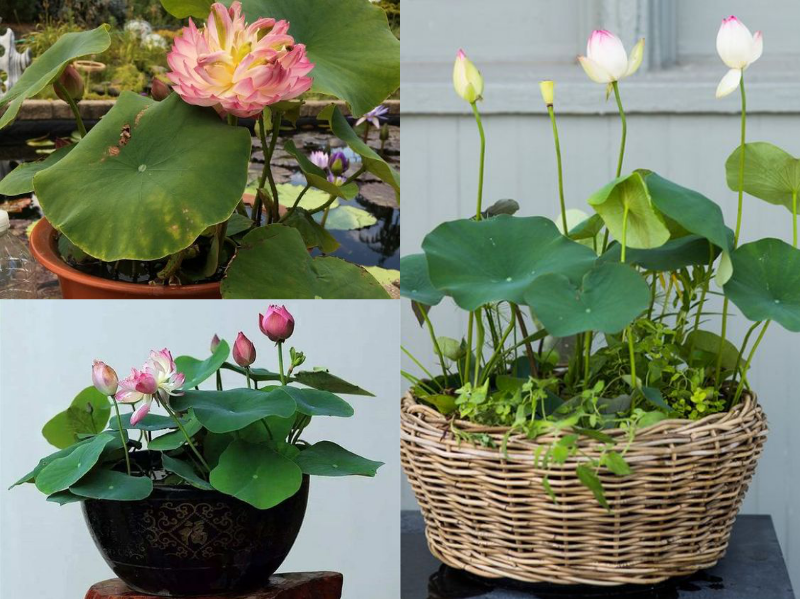 Hạt giống Hoa Sen Mini Nhật, Trồng Trong Chậu nuôi Cá Làm Phong Thủy Tuyệt Đẹp - Nông Sản Vàng