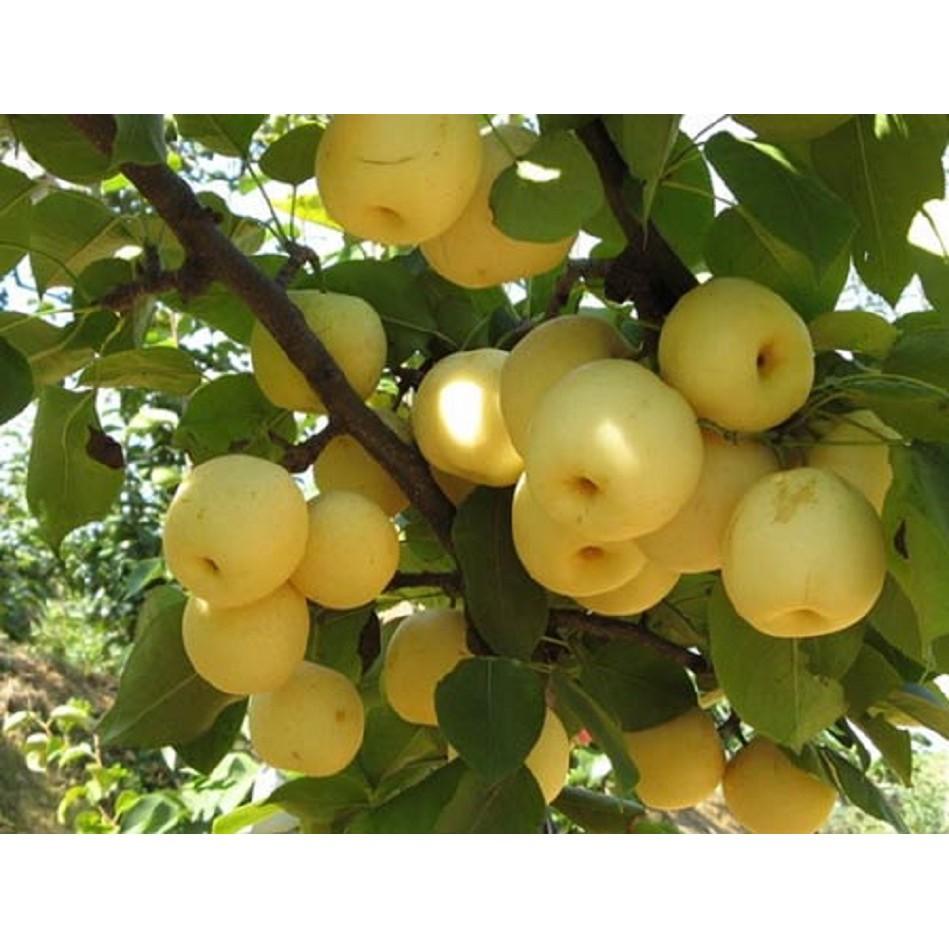 Giống lê vàng