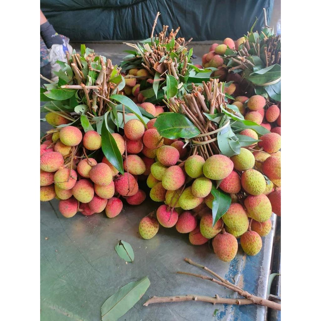 Cây giống vải thiều