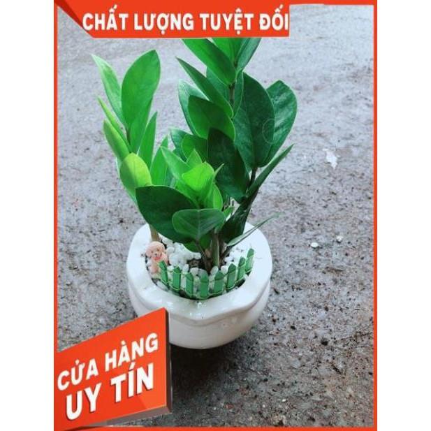 Chậu Kim Tiền Thái