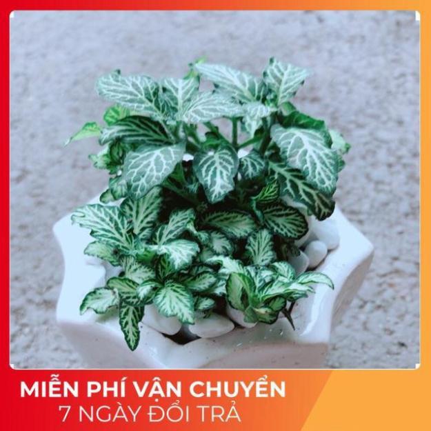 Chậu Cẩm Nhung Xanh