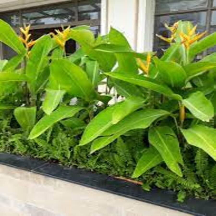 Chuối Thiên Điểu 02 cây Loại 01