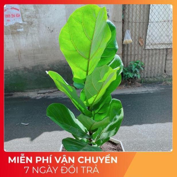 Chậu Bàng Singapore cao 90cm