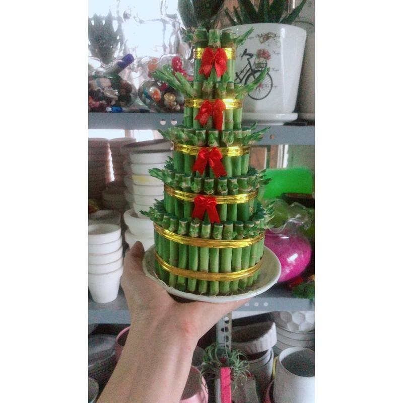 Trúc Phát Tài Kèm Dĩa