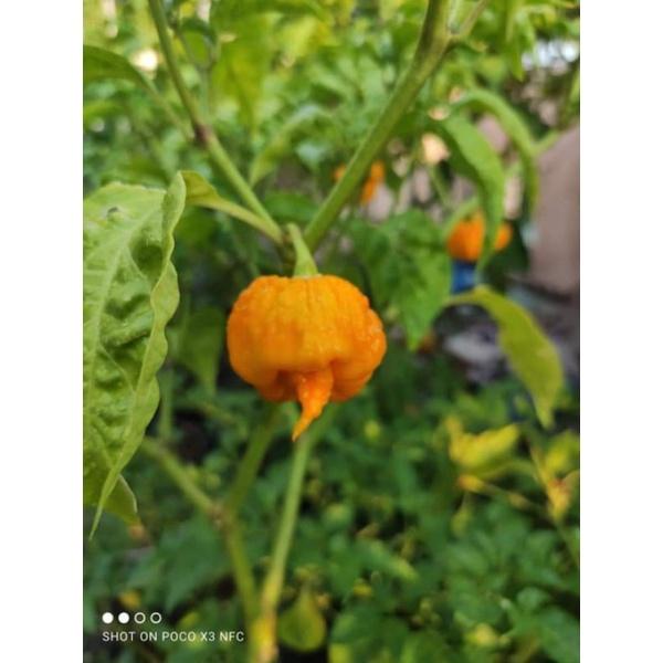 hạt ớt yellow Carolina ( carolina vàng