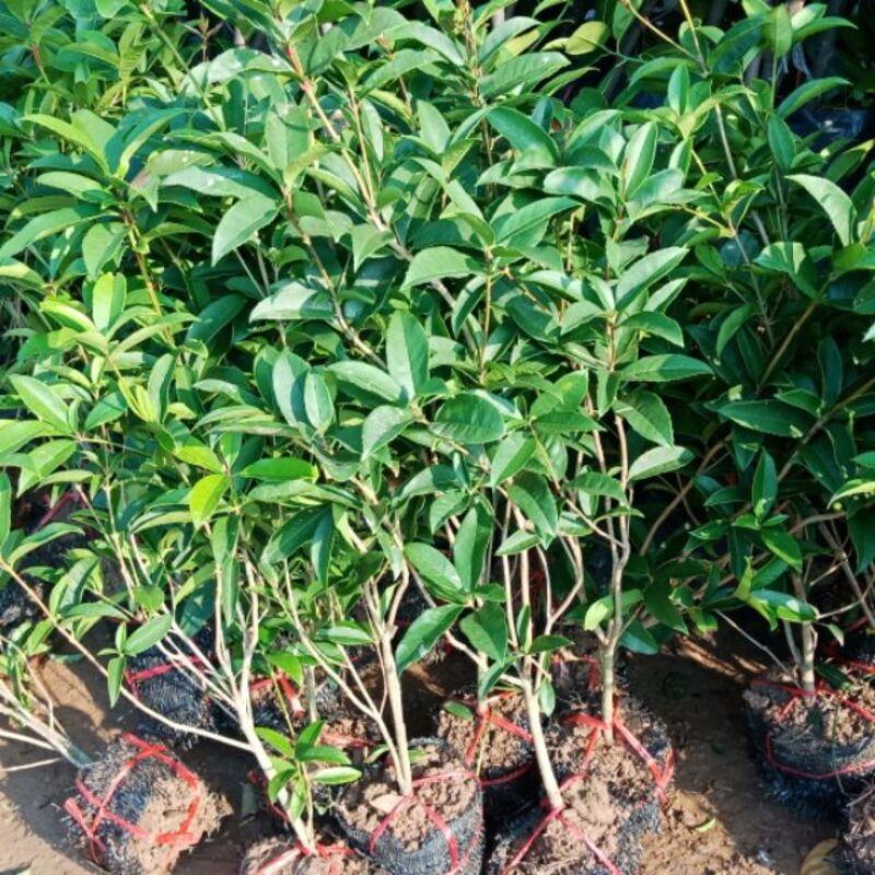 Cây Mộc Hương Ta Trưởng Thành 70cm Hoa Thơm Phức