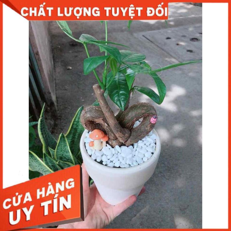 Chậu kim ngân nơ có trang trí Nhiều Người Mua