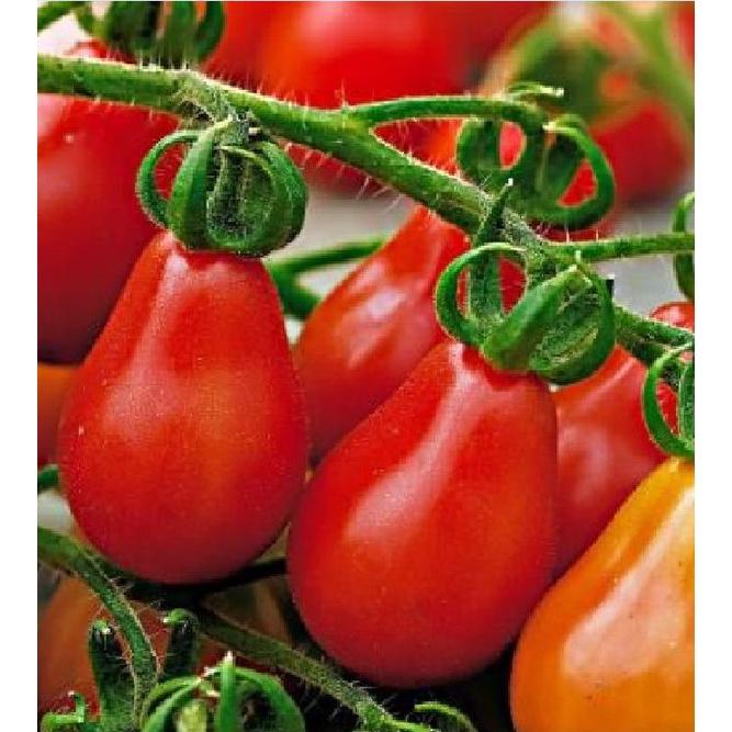 Hạt giống cà chua quả lê đỏ dể trồng f1- Gói 20 hạt-tặng kèm gói phân bón lót