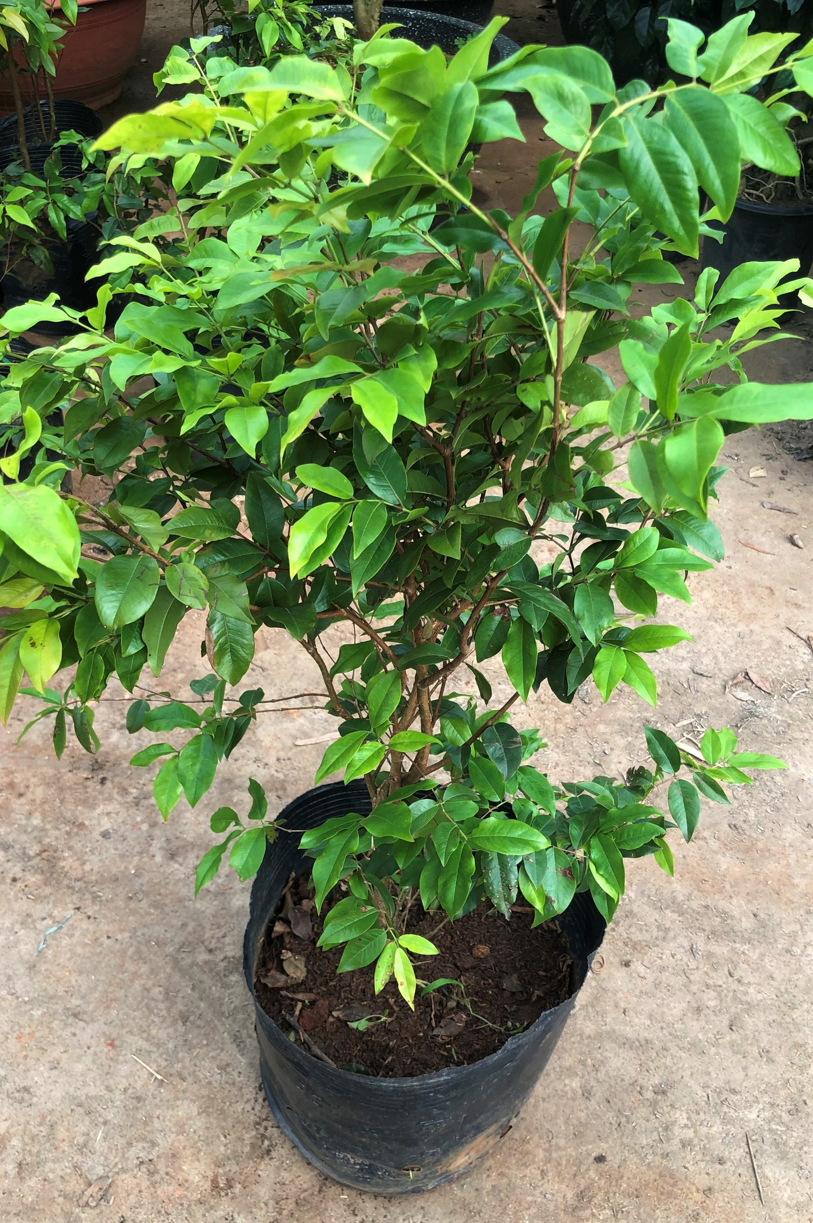 Cây nho thân gỗ Tứ Quý cao 90 cm trông nơi nắng nóng