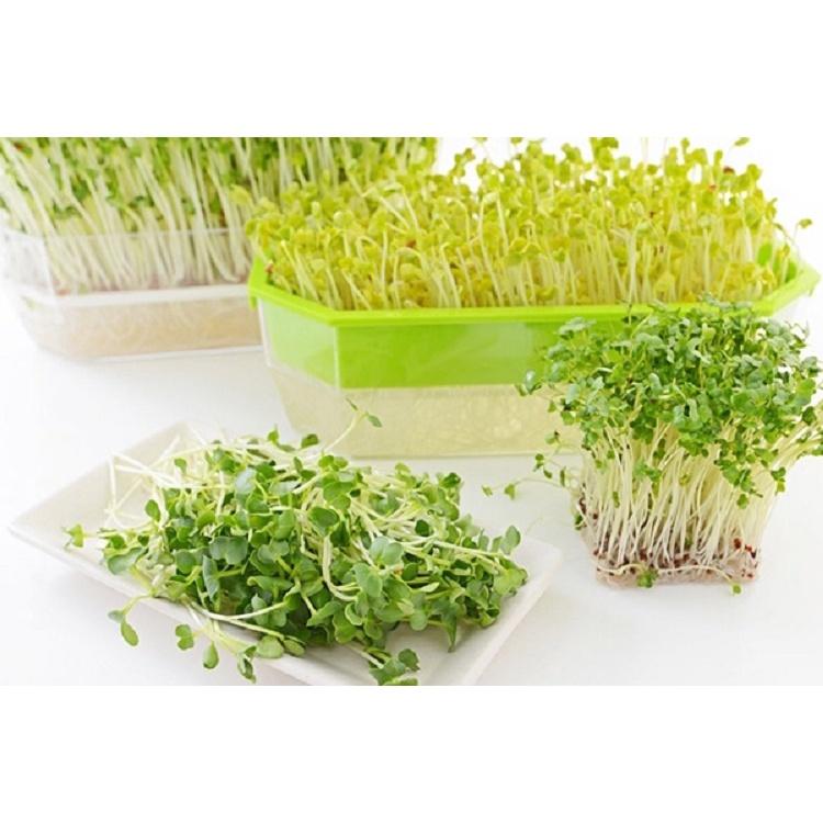 Hạt Giống Rau Mầm Cải Ngọt - Ngon Giòn - Gói 50Gr