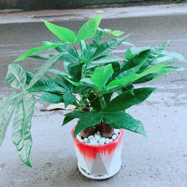 Chậu Kim Ngân 3 Thân Lớn
