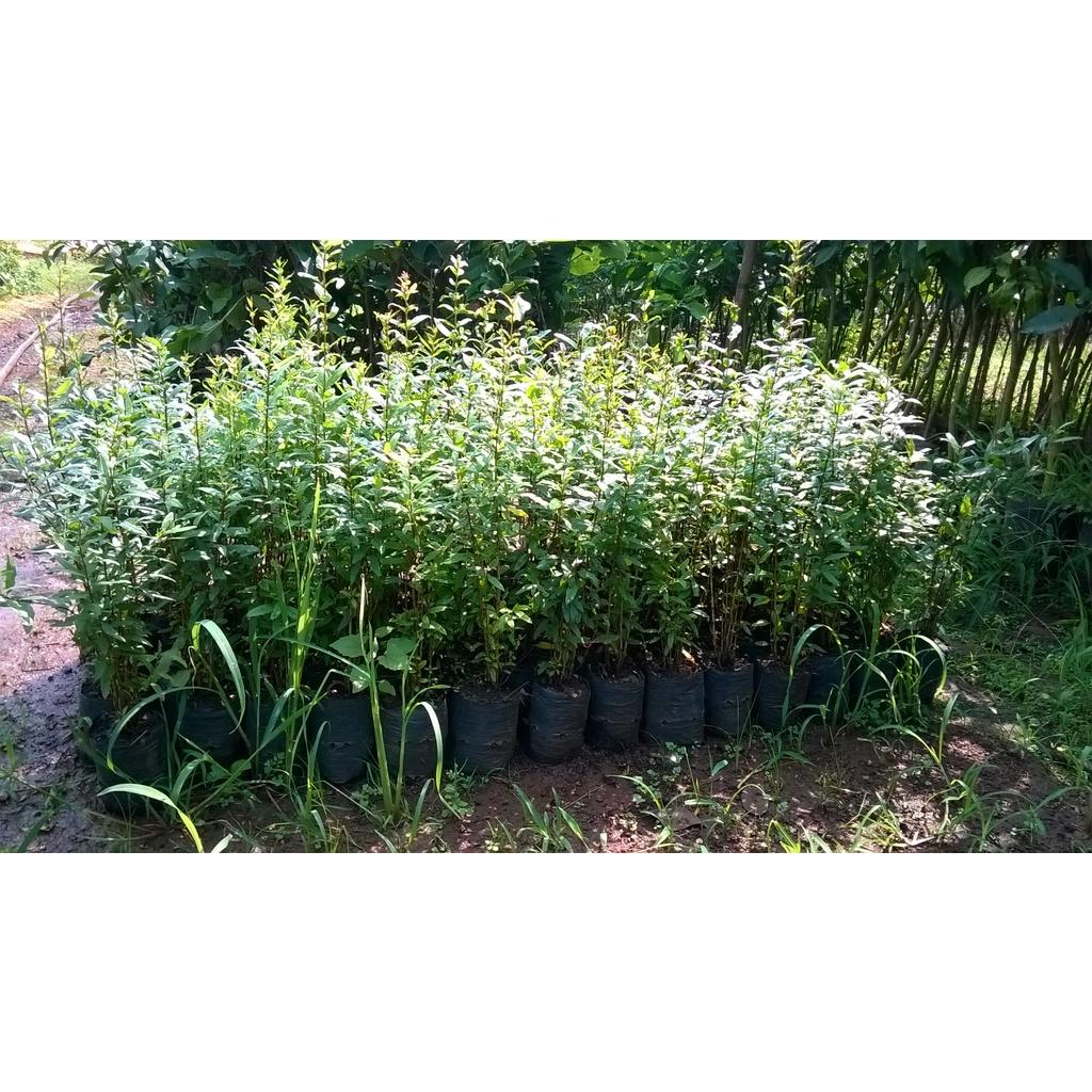 CÂY GIỐNG LỰU BẠCH MINI .